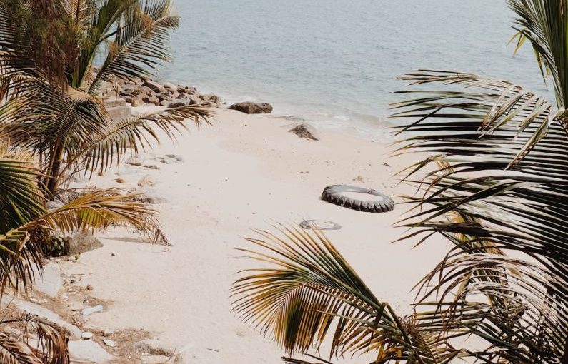 Hidden Beach - coconut palm trees near seashore at daytime