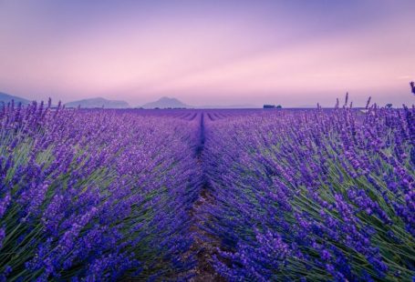 Lavender Fields - purple flower field under white sky during daytime