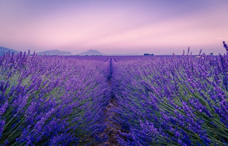 Lavender Fields - purple flower field under white sky during daytime