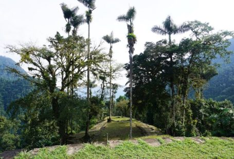 Ciudad Perdida - green trees on green grass field during daytime