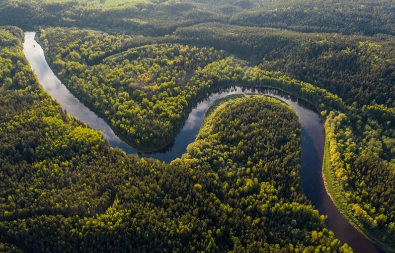 Amazon Rainforest - aerial view of green trees and river during daytime