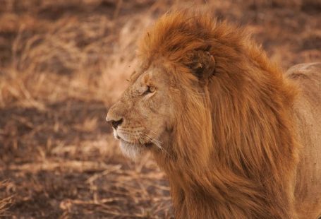 Serengeti Wildlife - brown lion