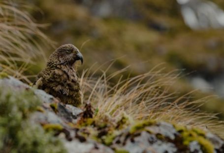 Fiordland National - a bird is perched on a mossy rock