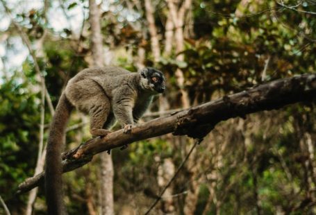 Madagascar Wildlife - a lemur on a tree branch