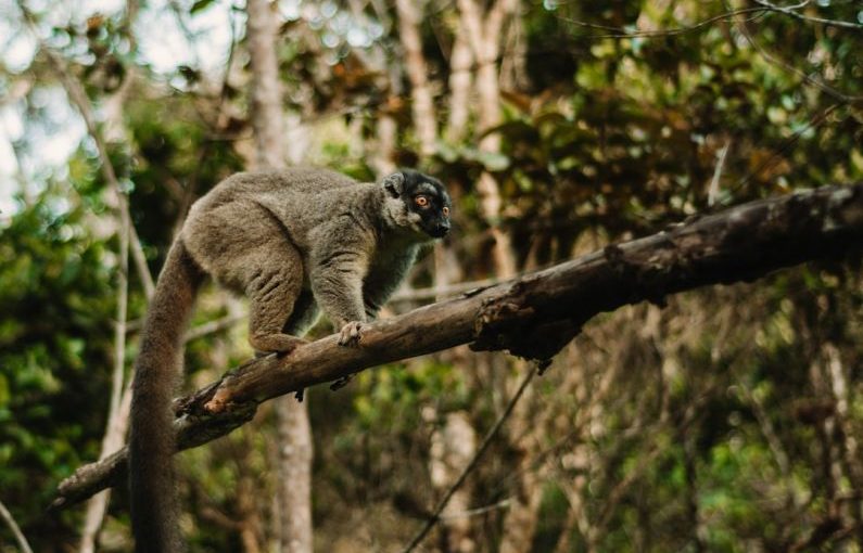 Madagascar Wildlife - a lemur on a tree branch