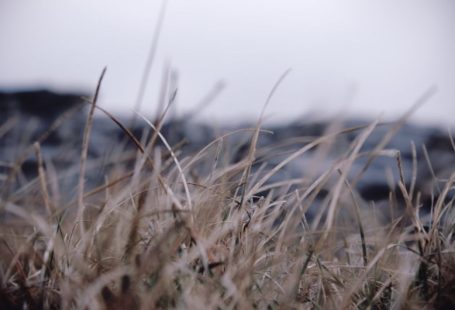 Cliffs Moher - selective focus photography of grass field
