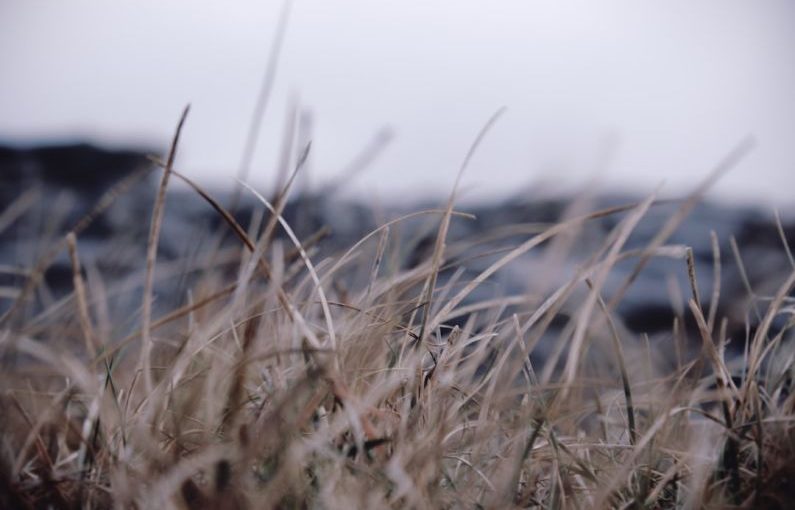 Cliffs Moher - selective focus photography of grass field
