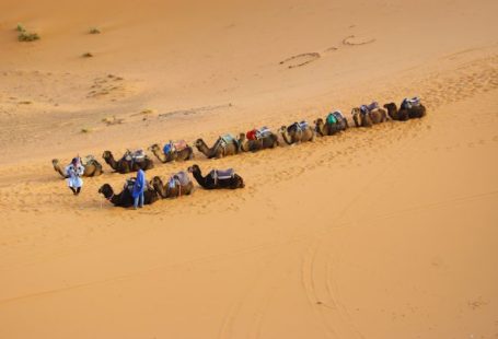 Sahara Camel - camels walking on dessert