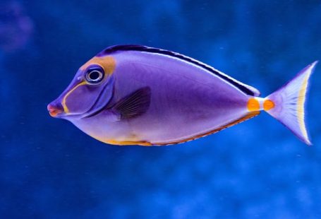 Underwater Reef - blue and orange tang fish