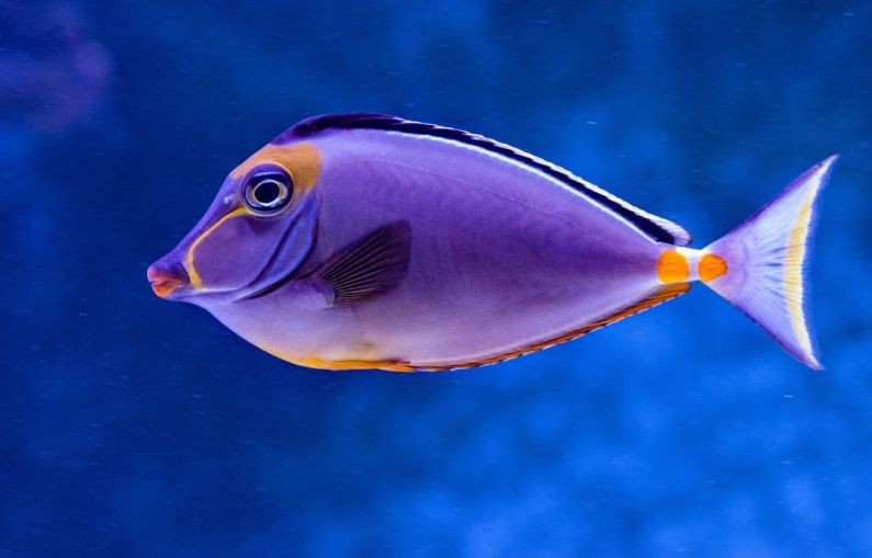 Underwater Reef - blue and orange tang fish