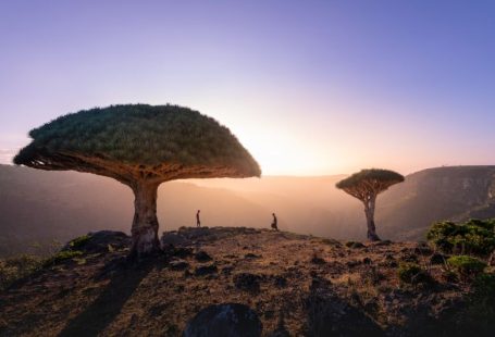 Socotra Dragon - a tree with a mountain in the background