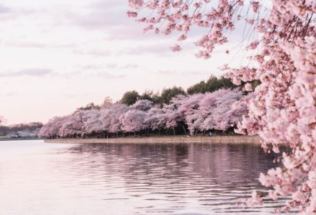 Cherry Blossoms - body of water beside cherry blossom trees