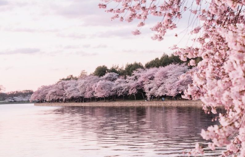 Cherry Blossoms - body of water beside cherry blossom trees