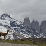 Torres Paine - brown deer on green grass field near snow covered mountain during daytime
