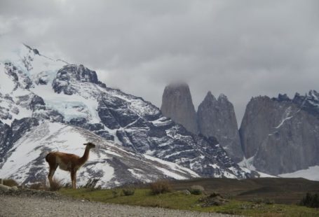 Torres Paine - brown deer on green grass field near snow covered mountain during daytime