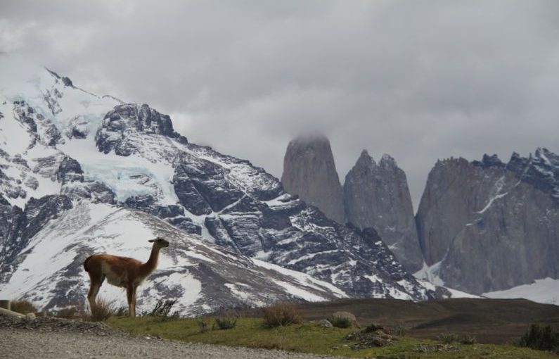 Torres Paine - brown deer on green grass field near snow covered mountain during daytime