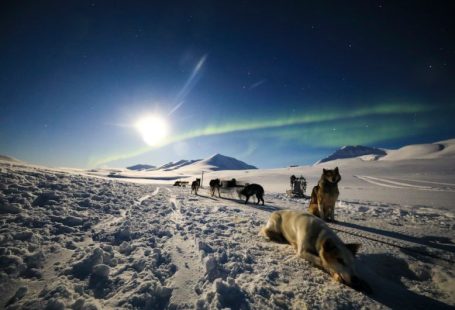Svalbard Aurora - a group of dogs walking across a snow covered field