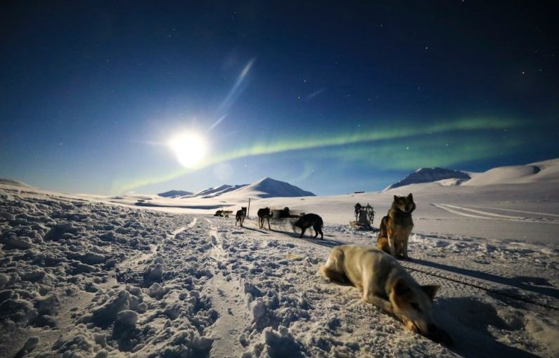 Svalbard Aurora - a group of dogs walking across a snow covered field