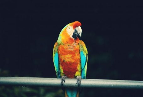 Hana Road - red and blue parrot