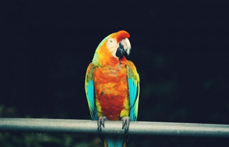 Hana Road - red and blue parrot