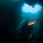 Blue Hole - white and black fish in water