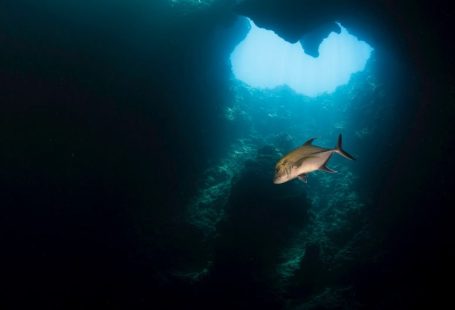 Blue Hole - white and black fish in water