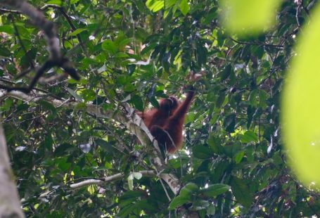 Borneo Jungle - an oranguel hanging from a tree branch in a forest