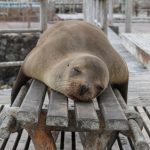 Galápagos Wildlife - seal laying on bench