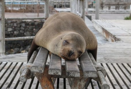 Galápagos Wildlife - seal laying on bench
