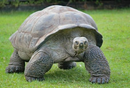 Galapagos Tortoise - gray and black turtle