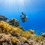 Red Sea Diving - a person swimming over a colorful coral reef