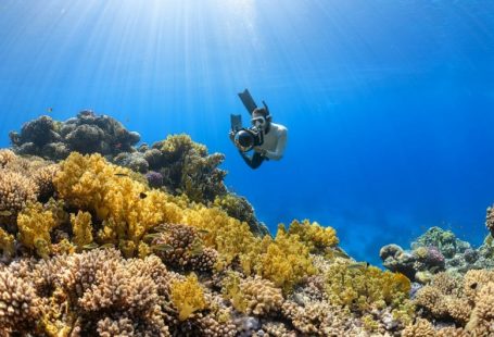 Red Sea Diving - a person swimming over a colorful coral reef