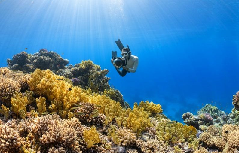 Red Sea Diving - a person swimming over a colorful coral reef