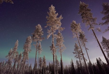 Lapland Aurora - forest trees during night