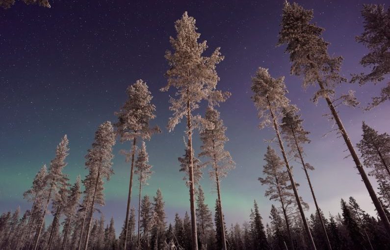 Lapland Aurora - forest trees during night