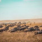 Great Migration - animal running on field