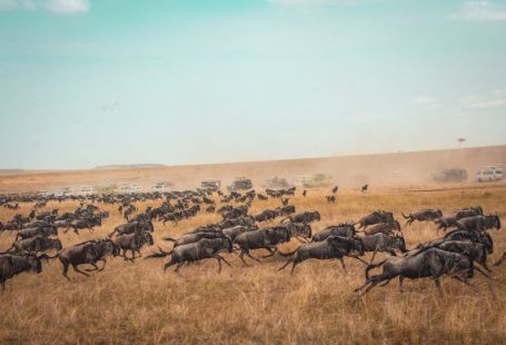 Great Migration - animal running on field