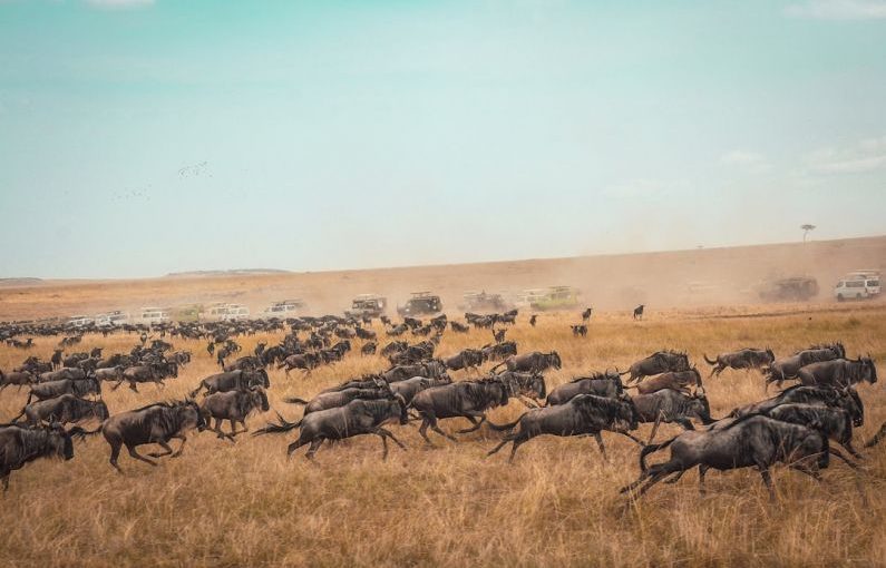 Great Migration - animal running on field
