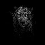 Kruger Wildlife - grayscale photo of leopard