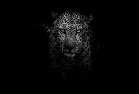 Kruger Wildlife - grayscale photo of leopard