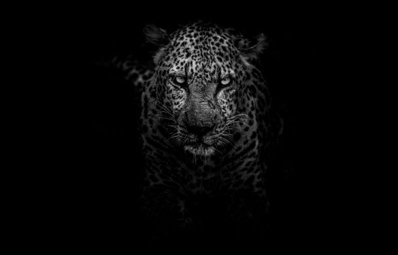 Kruger Wildlife - grayscale photo of leopard