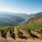 Douro Valley - green trees on mountain under blue sky during daytime