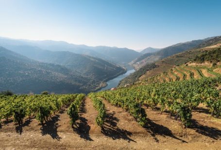 Douro Valley - green trees on mountain under blue sky during daytime