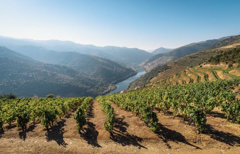 Douro Valley - green trees on mountain under blue sky during daytime